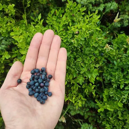 Zvuk Treske דירה