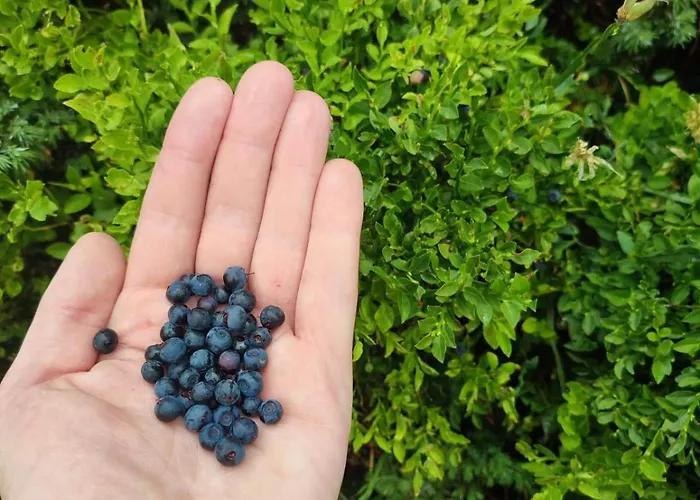 Zvuk Treske Apartamento